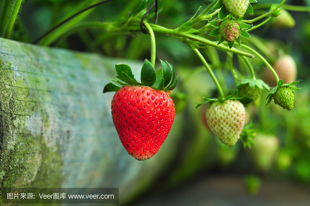 农场上种植的草莓