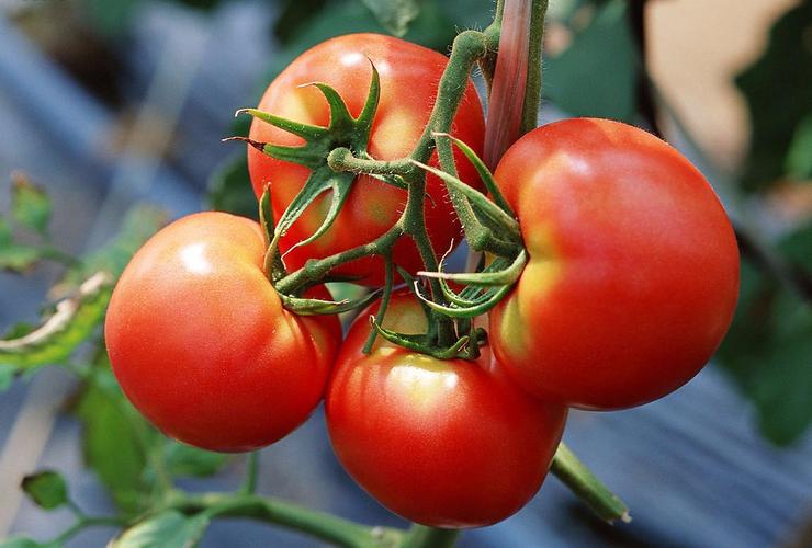 潍坊黄旗堡街道种植西红柿收获致富果