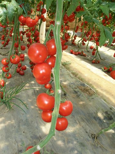番茄种子适合阳台庭院采摘园 露地大棚种植的红果番茄种西红柿.