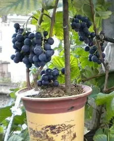 9种适合在阳台种植的水果 不仅轻松易养颜值高,还能吃吃吃吃到腻