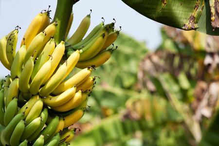 香蕉, 树上的新鲜热带水果种植园照片