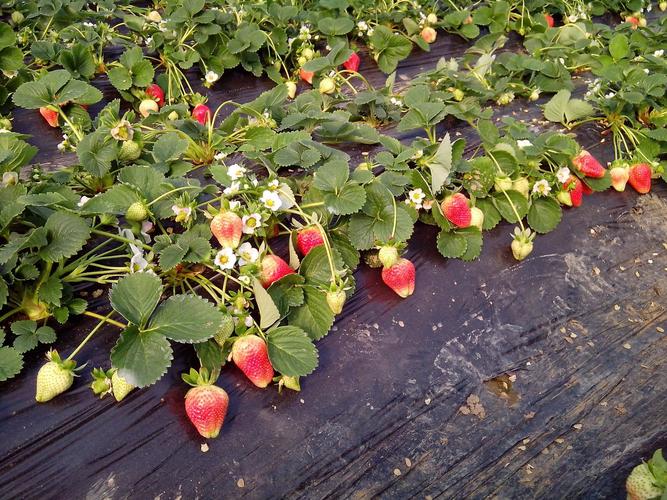  供应信息 水果 生鲜水果 草莓 > 鲁山县草莓种植园    发货地址