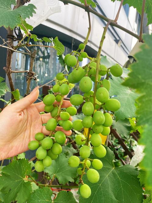 露台种植葡萄