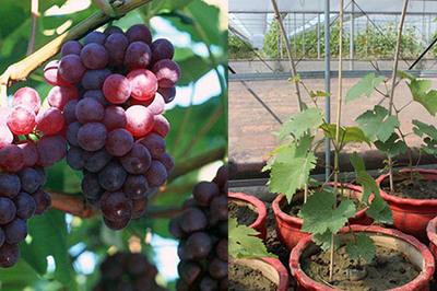 【图】盆栽葡萄养护技术分享 注意三点植株才茂盛
